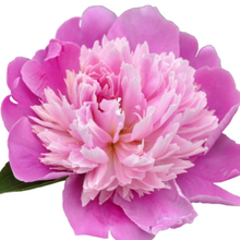 Load image into Gallery viewer, Fragrance Oil & Essential Oil Scents & Additives   (SCROLL TO READ FULL PAGE)