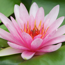 Load image into Gallery viewer, Fragrance Oil & Essential Oil Scents & Additives   (SCROLL TO READ FULL PAGE)