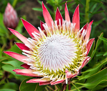 Load image into Gallery viewer, Fragrance Oil & Essential Oil Scents (SCROLL TO READ FULL PAGE) | Wholesale Natural Products