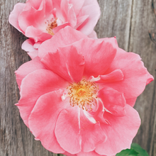 Load image into Gallery viewer, Fragrance Oil & Essential Oil Scents (SCROLL TO READ FULL PAGE) | Wholesale Natural Products