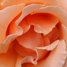 Load image into Gallery viewer, Fragrance Oil & Essential Oil Scents (SCROLL TO READ FULL PAGE) | Wholesale Natural Products