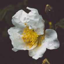 Load image into Gallery viewer, Fragrance Oil & Essential Oil Scents (SCROLL TO READ FULL PAGE) | Wholesale Natural Products